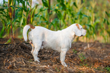 Fototapeta premium An adorable white fur beagle dog standing on the corn farm.