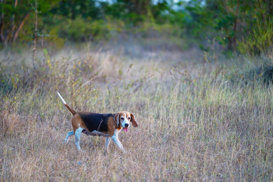 An adorable beagle dog walking on the dried grass field in the evening