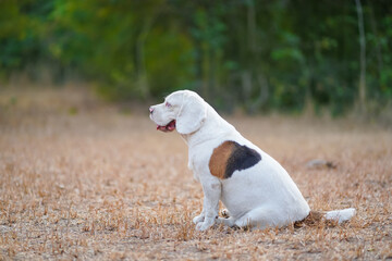 A cute white fur beagle dog sitting on the dried grass field.