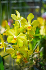 Vibrant Yellow Vanda Orchids Blooming in a Lush Green Garden Setting