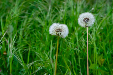 Dandelions blooming in a lush green field during a sunny day