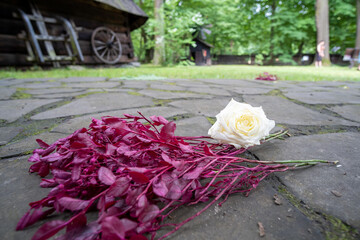 A white rose rests on pink petals scattered on the ground