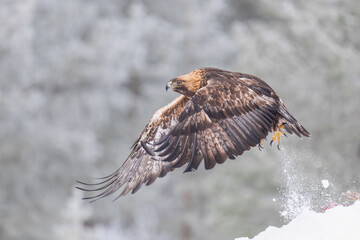 Majestic golden eagle takes off majestically from a snowy surface, wings spread wide against a backdrop of frost-laden trees