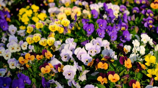 A field of flowers with purple, yellow, and orange blooms. The flowers are in full bloom and are arranged in a way that creates a sense of harmony and balance. The colors of the flowers are bright