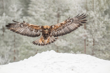 Majestic golden eagle descends gracefully on a snow-laden surface, showcasing its impressive wingspan in a serene winter setting within a forested area