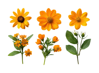 Nature's beauty vibrant yellow floral images isolated on transparent background, png