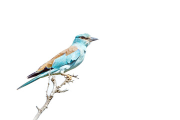 European Roller standing on a branch isolated in white background in Greater Kruger National park, South Africa ; Specie Coracias garrulus family of Coraciidae