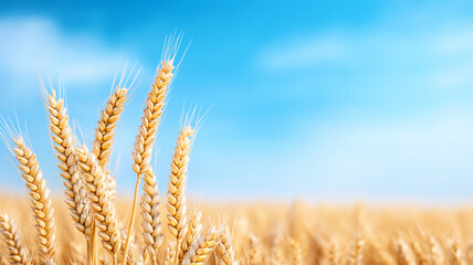 Fototapeta premium Golden wheat field under vast blue sky, serene landscape of nature