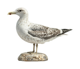 Obraz premium Seagulls by calm coastal waters nature's display isolated on transparent background, png
