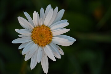 white daisy flower