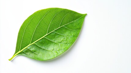 Sustainable development and renewable resource. Green leaf on a white background showcasing natural beauty.