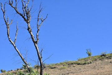 tree in the desert
