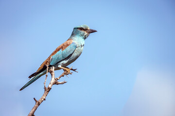 European Roller standing on a branch isolated in blue sky in Greater Kruger National park, South...