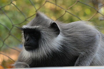 Fototapeta premium long tailed macaque