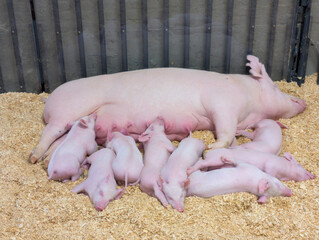 hungry piglets and mama pig resting