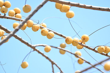 branch of a willow