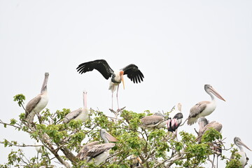 Ready to Take-off