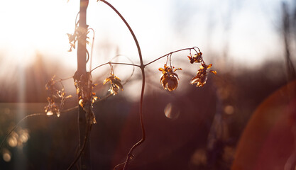 Dry plant branches on a sunny day © Patryk Michalski