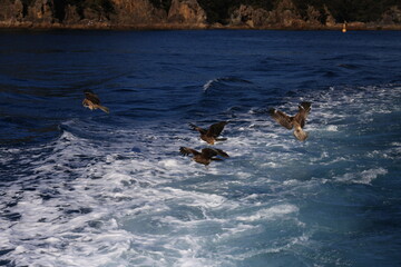 Fototapeta premium hawk hunts fishes