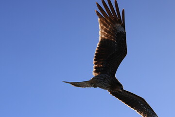hawk in the sky