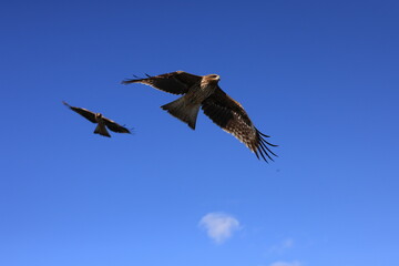 hawk in flight