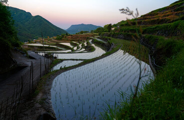 Sunset at Nakayama Senmaida, the terraced rice fields in Shodoshima, Kagawa, Shikoku, Japan, with seedlings transplanted in an orderly pattern in the paddies & the mountain standing under twilight sky