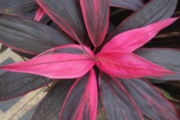 Pink and Purple Cordyline Leaves