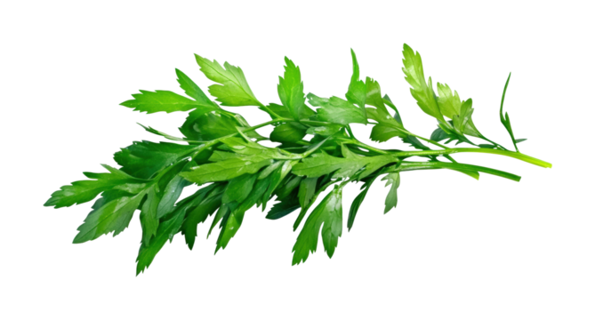 Kitchen skills chopping fresh parsley brightly isolated on transparent background, png