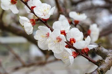 Obraz premium Apricot flower blooming in spring - macro and high-key