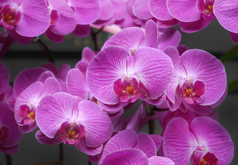 Beautiful group of Phalaenopsis purple orchid or Moth or Phal orchid in soft natural light, pale...