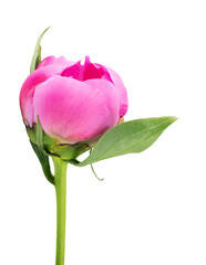 Purple peony isolated on white background