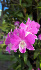 Obraz premium Close up Dendrobium orchid selective focus with green garden background, vertical image, flower, flora, nature garden, orchid wallpaper