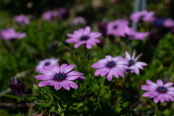 Obraz premium Purple Flowers, Osteospermun, African daisy, purple chamomile flowers background