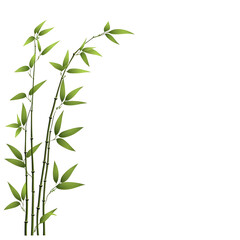 Fototapeta premium Lush Green Bamboo Shoots with Delicate Leaves on a White Background