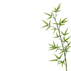Naklejka premium Lush Green Bamboo Stems with Fresh Leaves Against White Background