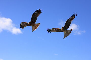 the flying hawk