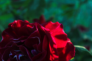 Naklejka premium romantic floral texture, Vibrant Red Rose in Full Bloom – Romantic Floral Background, botanical beauty wallpaper