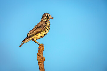 Groundscraper Thrush standing on a branch isolated in blue sky  in Kruger National park, South Africa ; Specie Turdus litsitsirupa family of  Turdidae