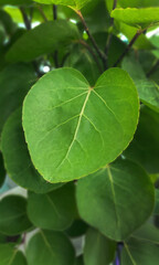 Fototapeta premium High angle view of Shield Aralia medicinal plant or Dinner Plate Aralia or Polyscias scutellaria, fresh green color using as food bowls