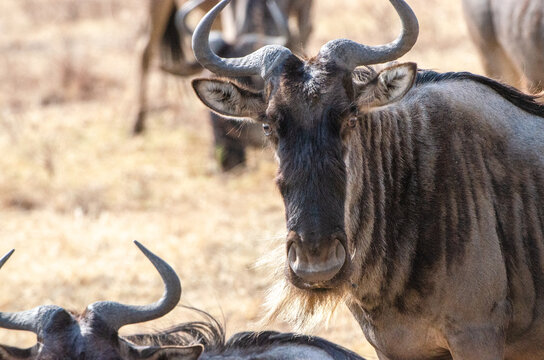 dans la r&eacute;serve du S&eacute;rengeti en Tanzanie