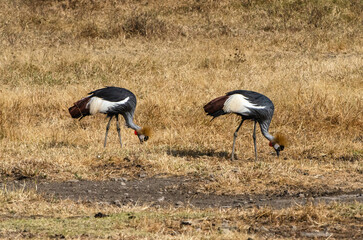 Obraz premium grues couronnées dans la réserve du Sérengeti en Tanzanie
