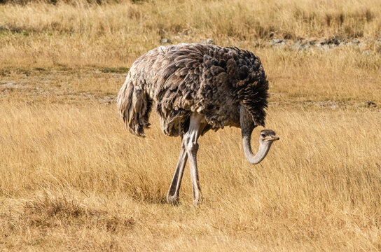 autruche dans la r&eacute;serve du S&eacute;rengeti en Tanzanie