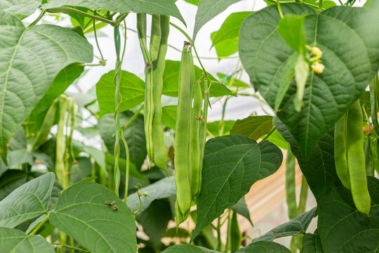 Green colored fresh and organic beans on a bean plant in the field.