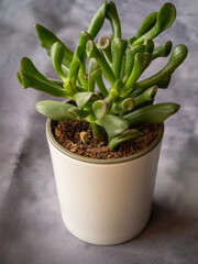 a green little flower in the home garden