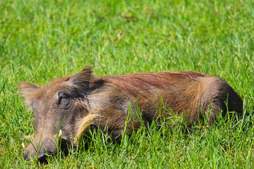 warthog in the grass