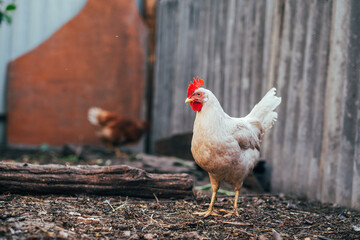 Clucking Hen Exploring the Farmyard During a Sunny Day in Rural Countryside