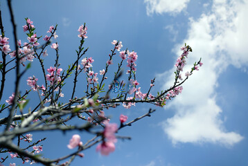 Wild Himalayan cherry blossom flowers on the tree, Giant tiger flowers, Pink Sakura, Prunus cerasoides, against blue sky background