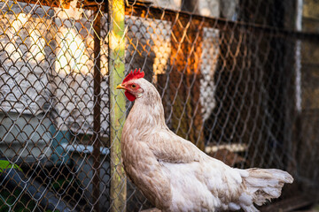 Clucking Hen Exploring the Farmyard During a Sunny Day in Rural Countryside