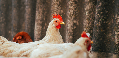 Two chickens stand closely together showcasing their distinctive feathers and vibrant combs in a natural environment under bright daylight They appear serene and observant