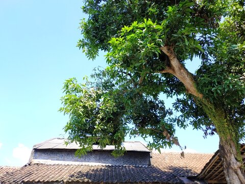 A Peaceful house yard under the bright day light, with clear sky, and fresh manggo tree